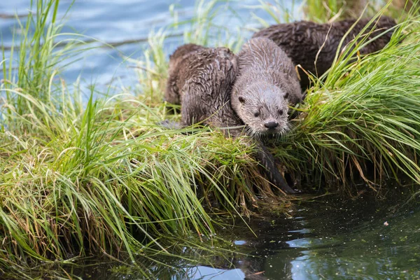 Vilda Utter Vild Natur — Stockfoto