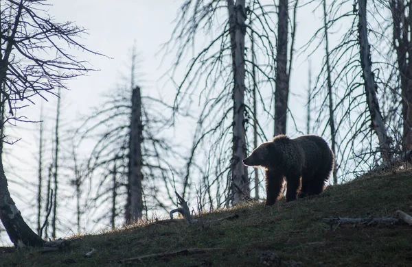 Grizzly Medve Yellowstone Ban — Stock Fotó