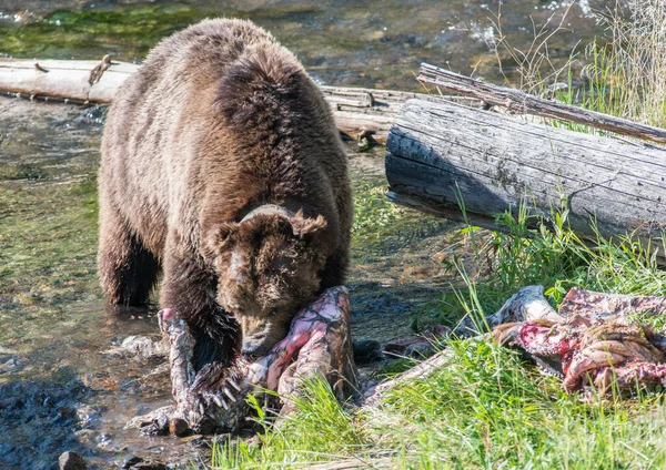 Medvěd Grizzly Divoké Přírodě Yellowstonský Národní Park — Stock fotografie