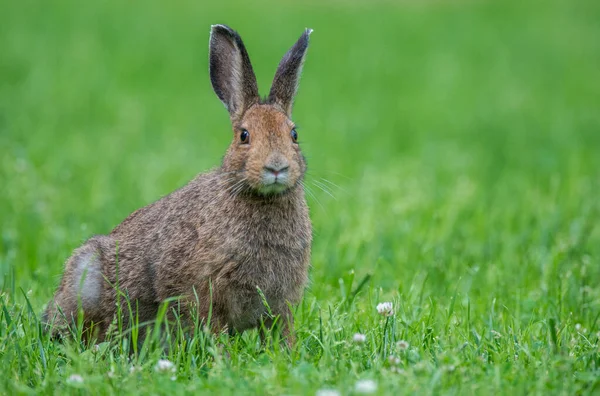 野生のウサギ — ストック写真