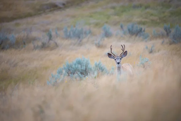 Deer Wild — Stock Photo, Image