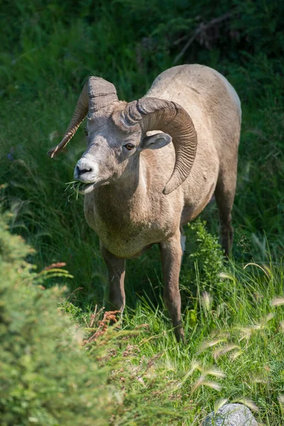 Owce Bighorn Środowisku Naturalnym — Zdjęcie stockowe