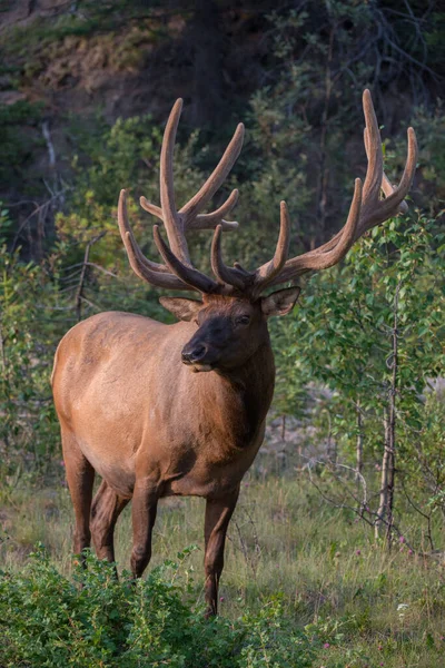 Bull Elk Wild — Stock Photo, Image