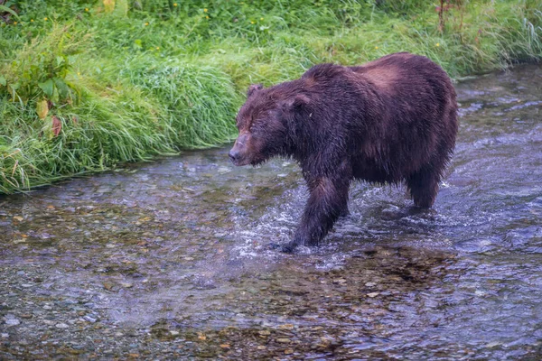 Grizzlybär Freier Wildbahn — Stockfoto