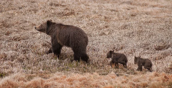 Grizzlybär Yellowstone — Stockfoto