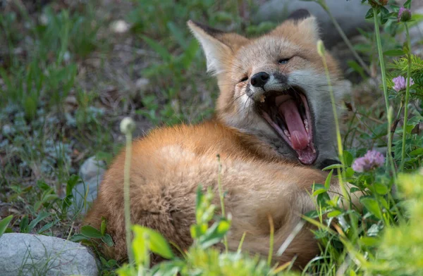 Cute Red Foxes Grass Wild Nature — Stock Photo, Image