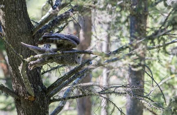 Great Grey Owl Wild Nature Alberta Canada — Stock Photo, Image