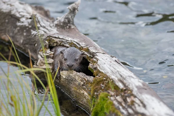 Primer Plano Nutria Salvaje Naturaleza — Foto de Stock