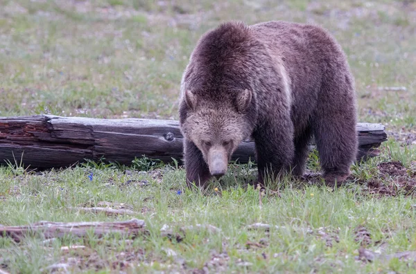 Medvěd Grizzly Divočině — Stock fotografie