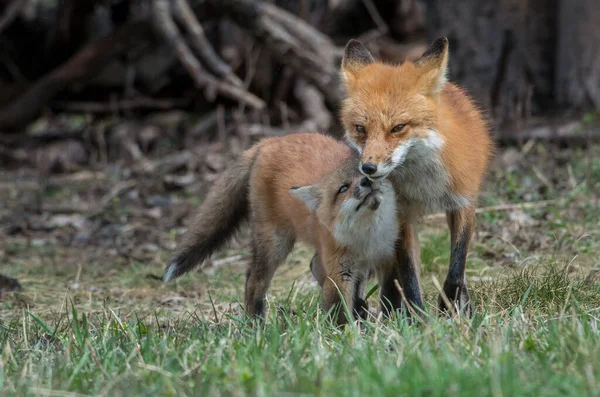 Schattige Rode Vossen Gras Park — Stockfoto