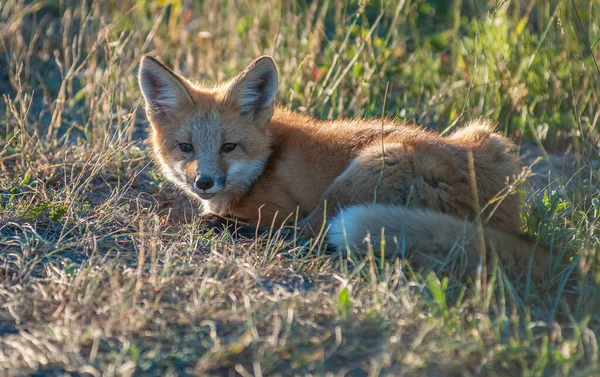 Carino Volpi Rosse Erba Parco — Foto Stock