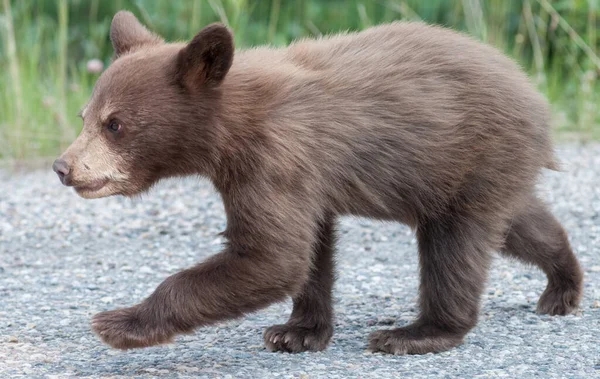 Filhote Urso Preto Natureza — Fotografia de Stock