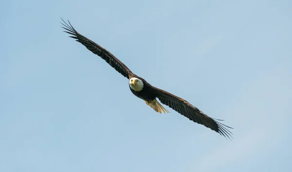 Weißkopfseeadler Der Kanadischen Wildnis — Stockfoto