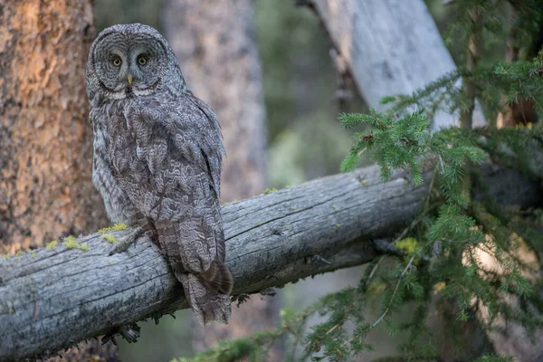 カナダのアルベルタにある野生のフクロウです — ストック写真