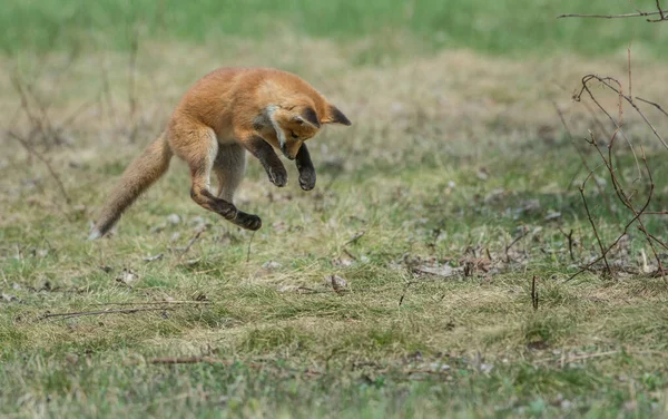 Rode Vos Het Wild — Stockfoto