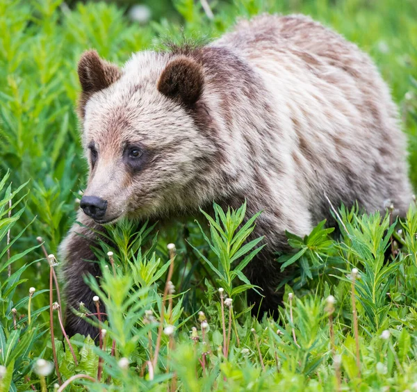 Grizzly Orso Yearling Natura — Foto Stock
