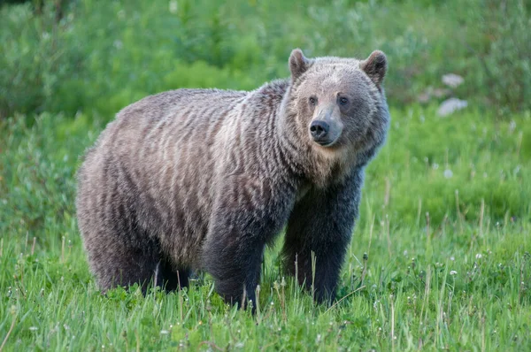 Grizzly Bear Wild — Stock Photo, Image