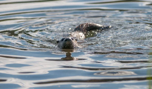 Nahaufnahme Wilder Fischotter Der Natur — Stockfoto