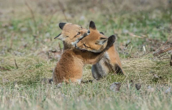 Niedliche Rotfüchse Auf Gras Wilder Natur — Stockfoto