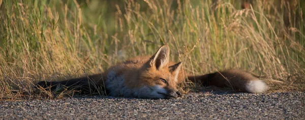 Niedliche Rotfüchse Auf Gras Wilder Natur — Stockfoto