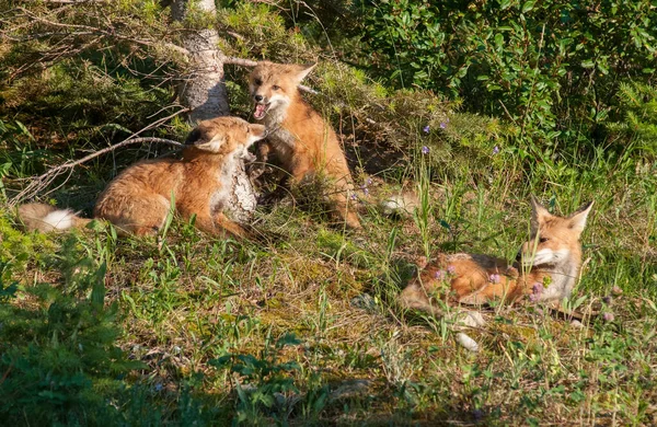 公園で草の上のかわいい赤いキツネ — ストック写真