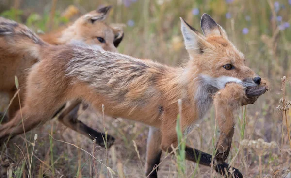 Renard Roux Dans Nature — Photo