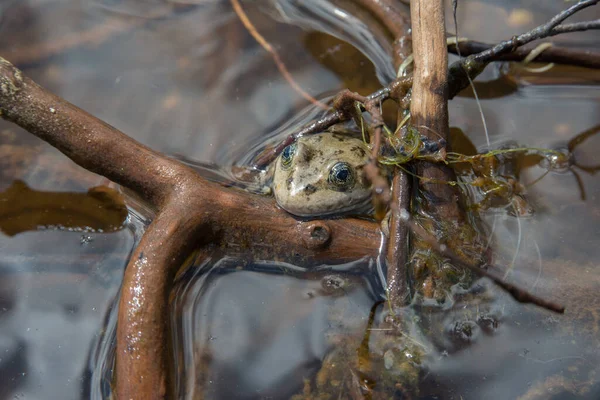 Grenouille Dans Nature — Photo