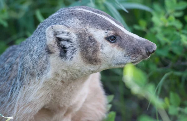 Dachs Freier Wildbahn — Stockfoto