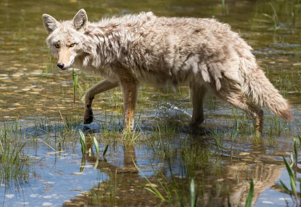 Coyote Het Wild — Stockfoto
