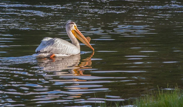 Pelican Attempting Fish — Stock Photo, Image
