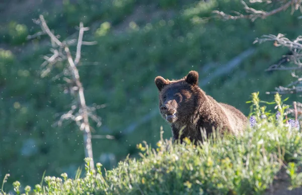 Urso Pardo Pardo Natureza Selvagem — Fotografia de Stock