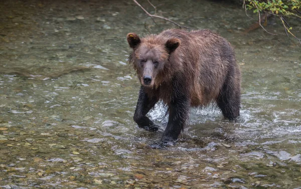 Medvěd Grizzly Divočině — Stock fotografie