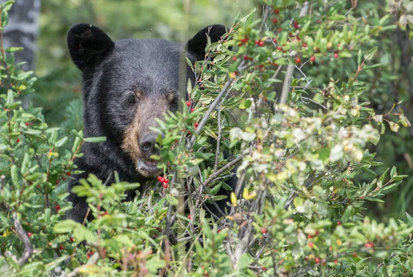 Orso Nero Natura — Foto Stock