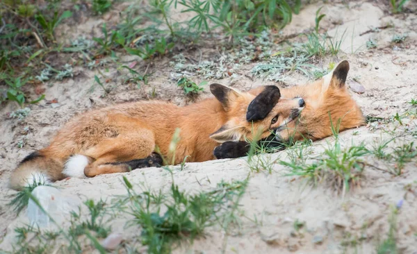 野生のヒキガエル — ストック写真