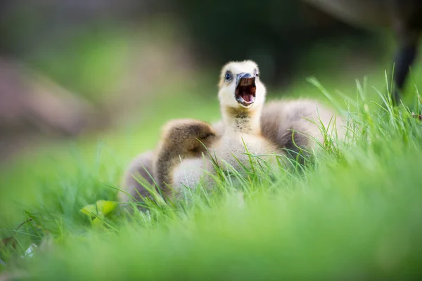 Canada Goose Wild — Stock Photo, Image