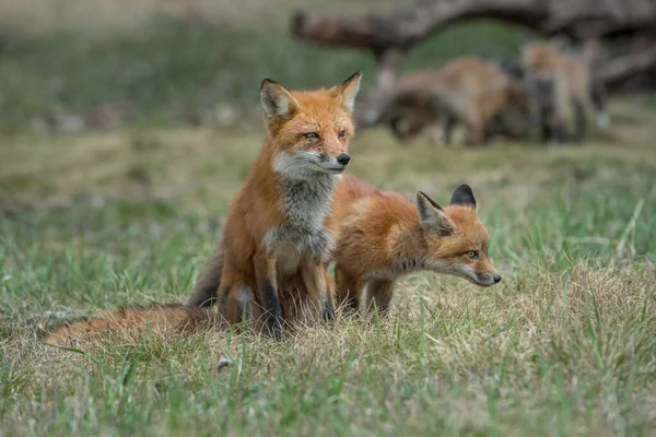 カナダの荒野での赤いキツネのキット — ストック写真