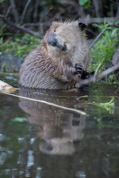 Castoro Natura — Foto Stock