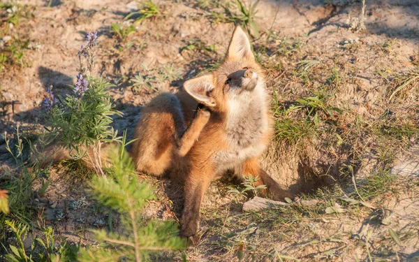 Schattige Rode Vossen Gras Park — Stockfoto