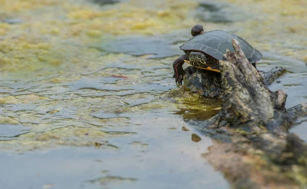 Tortuga Toronto Canadá — Foto de Stock