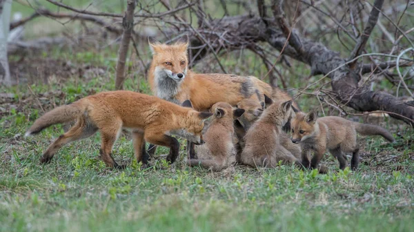 Söta Röda Rävar Gräs Vild Natur — Stockfoto