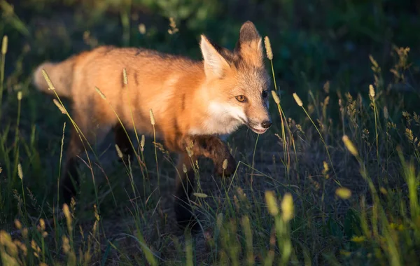 Mignon Renards Rouges Sur Herbe Nature Sauvage — Photo