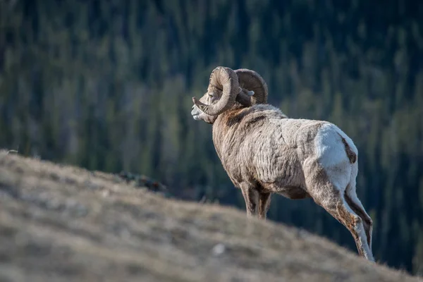 Rams Bighorn Natureza — Fotografia de Stock