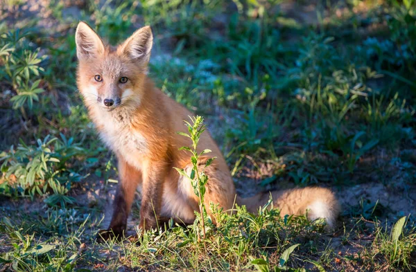 Cute Red Foxes Grass Park — Stock Photo, Image