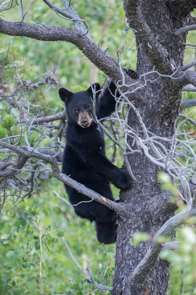 Filhote Urso Preto Natureza — Fotografia de Stock