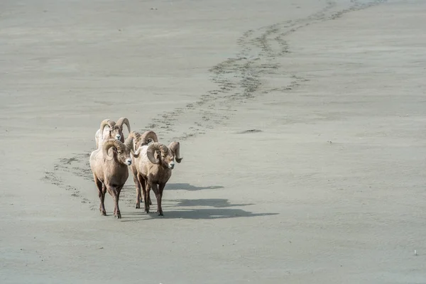 Овцы Бигхорн Пустыне — стоковое фото