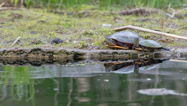 Painted Turtle Wild — Stock Photo, Image