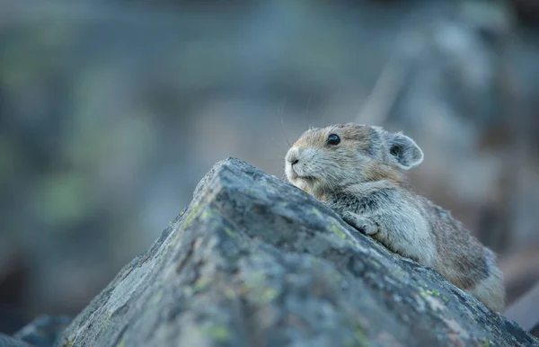 Pika Voie Disparition Kananaskis Alberta Canada — Photo