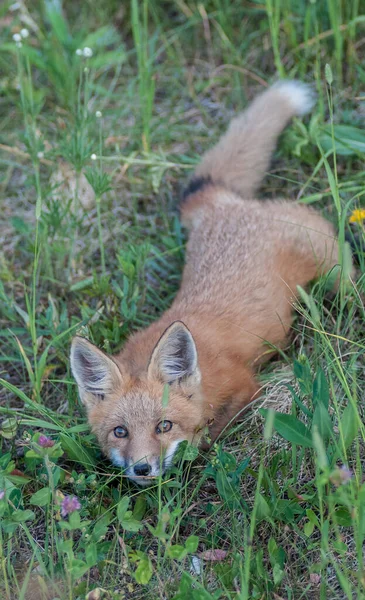 Rode Vos Het Wild — Stockfoto