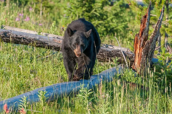 Oso Negro Naturaleza — Foto de Stock