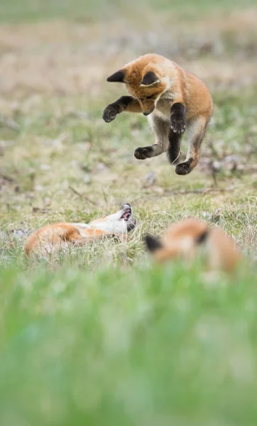 野生の赤いキツネの家族 — ストック写真